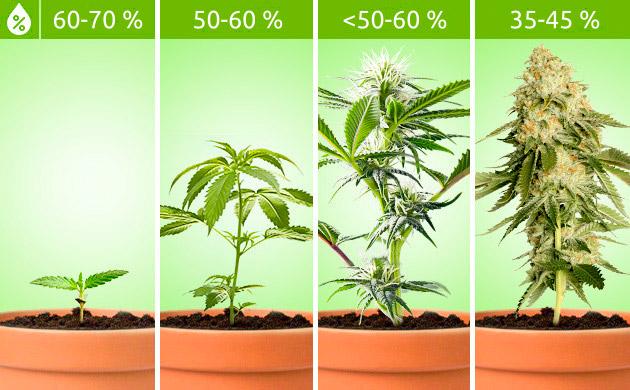 Оптимальная влажность в течение всего жизненного цикла Влажность воздуха