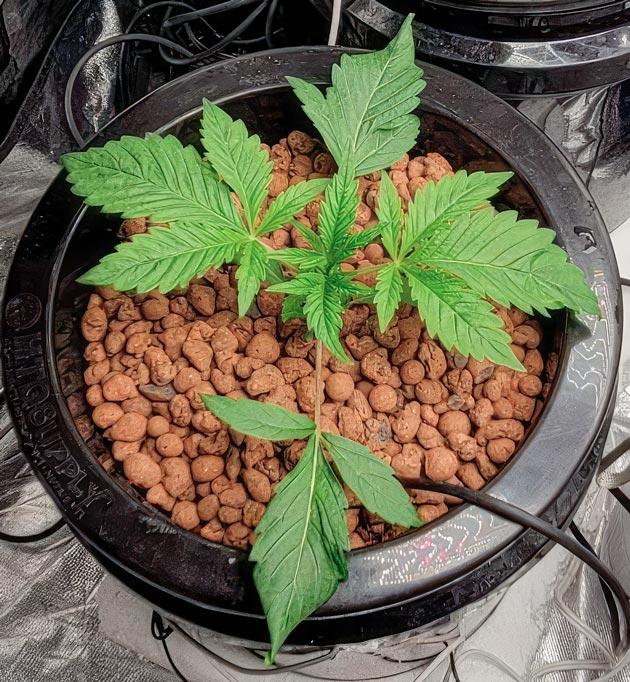 Развитие куста Ghost Train Haze на 25-й день от каски 3 неделя роста конопли