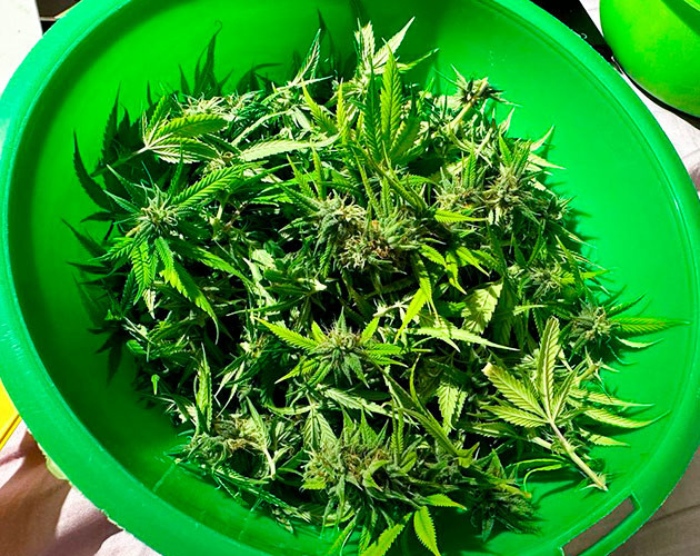 Сбор урожай с куста Roze Runtz Предхарвест кустов Roze Runtz