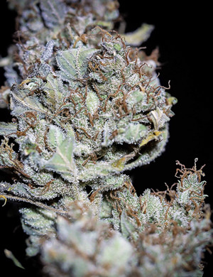 Шишка Auto Johnny Cage Сухая шишка