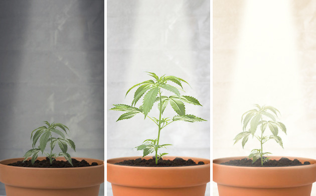 Развитие конопли в зависимости от освещения Замедление роста при неправильном освещении