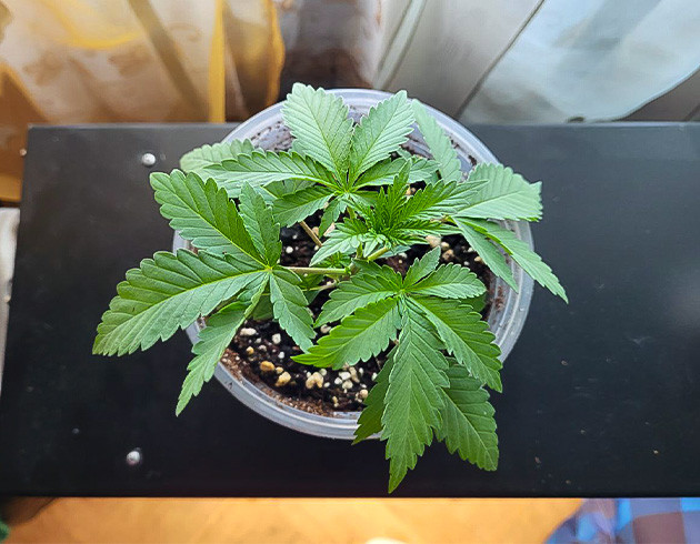 Подготавливаем коноплю к топпингу Конопля после полива