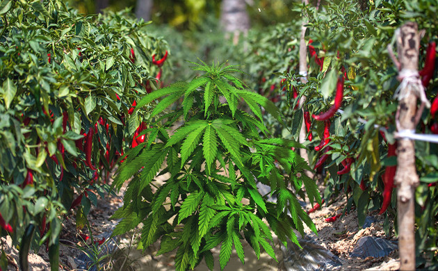 Куст конопли среди плантаций перца