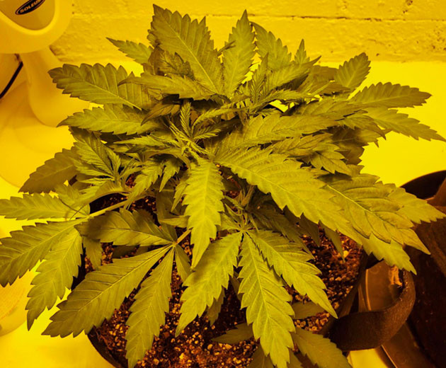 Перевод на цветение и замена лампы на ДНаТ Растишка ростом 65 см