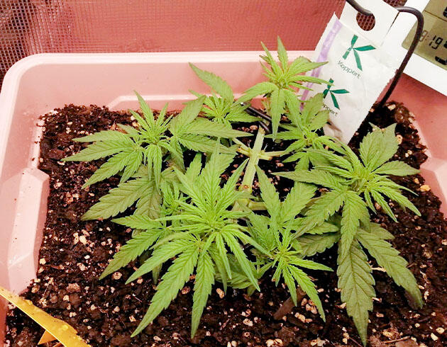 Godfather OG Auto ростом 7 сантиметров Куст Godfather OG Auto на стадии предцвета