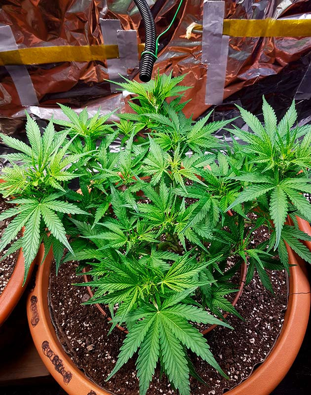 Стимуляция цветения Zkittlez Auto Подготовка к цветению конопли Zkittlez Auto