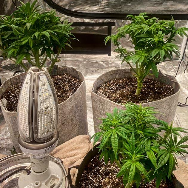 Кусты Sticky Sherbert GG от Seedkeepers на 7 неделе