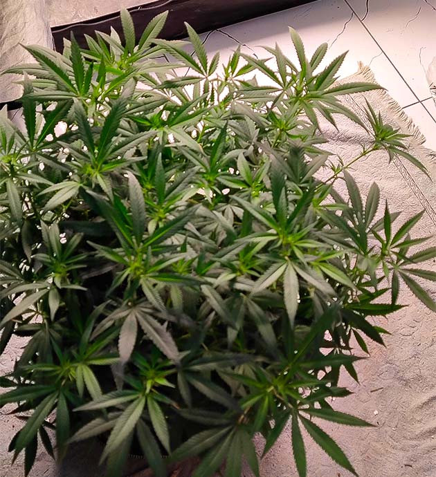 Список удобрений для конопли Куст Gorilla Cookies FF ростом 100 см