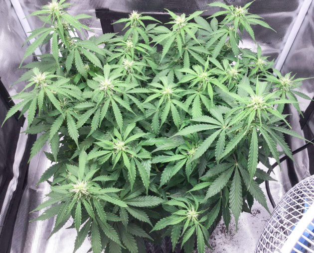 Удобрения и регулярный полив Godzilla Cookies Auto Концентрация удобрений Годзилла кукис авто