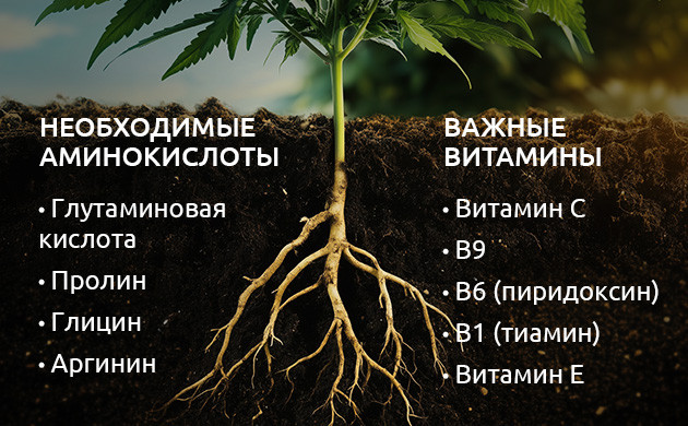 Важность аминокислот и витаминов Роль аминокислот в росте конопли