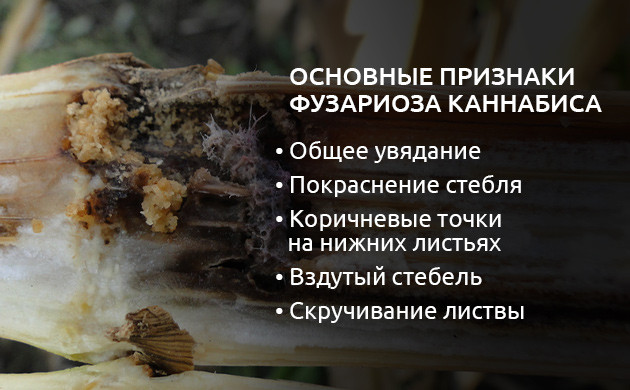 Признаки фузариоза каннабиса