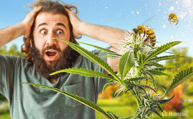 Опыление конопли в аутдоре Опыление каннабиса пчелами
