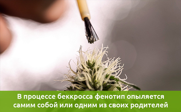 Беккросс для разведения конопли Обратное скрещивание