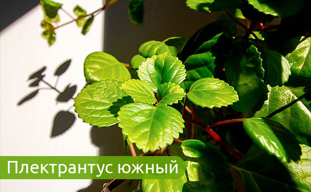 Плектрантус: украшение дома и сада Плектрантус: простота ухода и красота