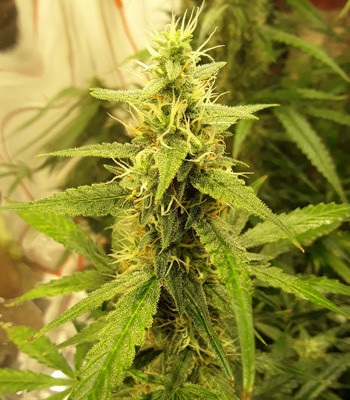 Созревание куста после 60 дней выращивания Созревшая кола Auto New York City