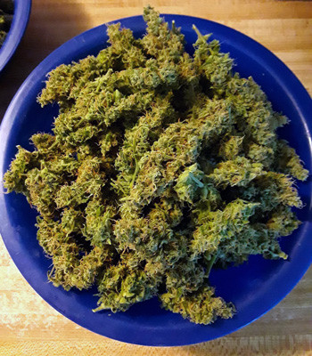 Собранный урожай Урожай Auto New York City