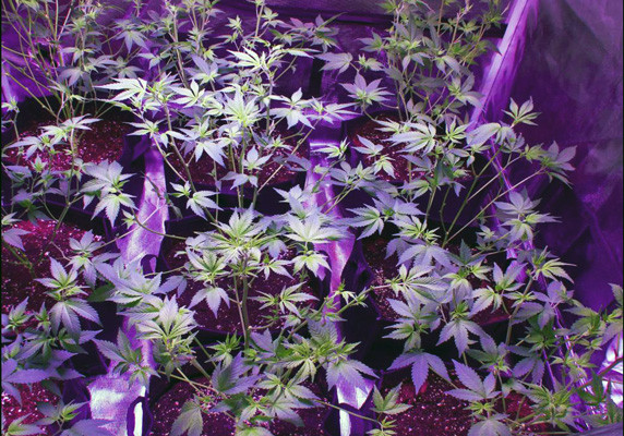 Развитие White Widow на 3 неделе 9 кустов White Widow в гроукомнате