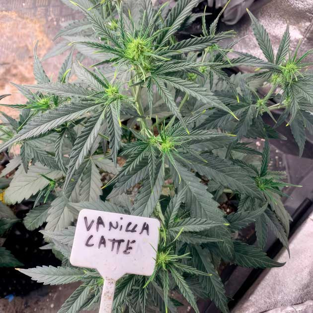 Конопля на 4 неделе роста