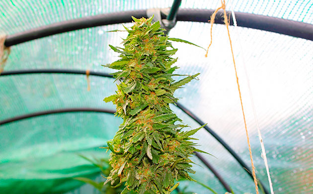 Сбор урожай с куста Pineapple Chunk Предхарвест кустов Pineapple Chunk