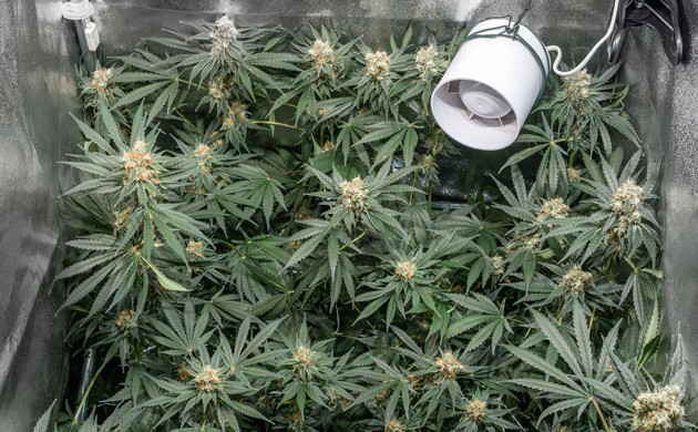 11 неделя гровинга Delicious Candy Early Version fem Созревший куст Delicious Candy Early Version fem