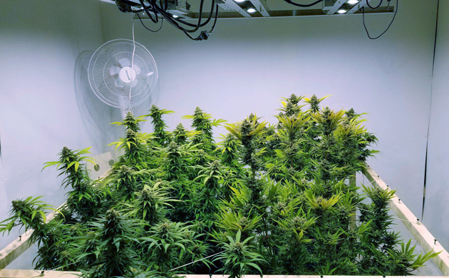 Развитие шишек на 18 неделе выращивания