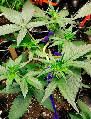 Применение техники LST Куст после LST