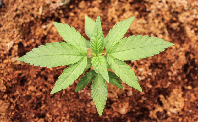 Третья неделя роста Подросший росток