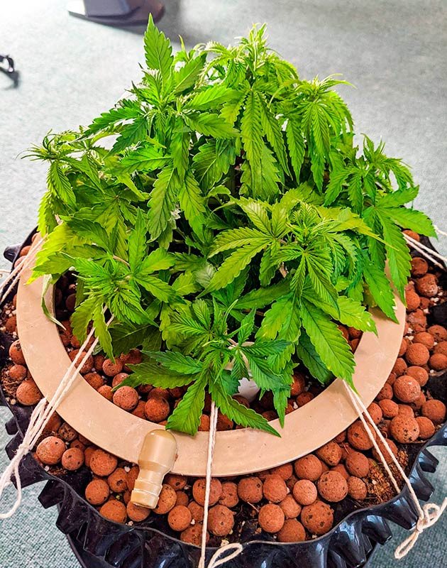 Дефицит кальция у куста Gorilla Glue Auto Нехватка кальция у Gorilla Glue Auto