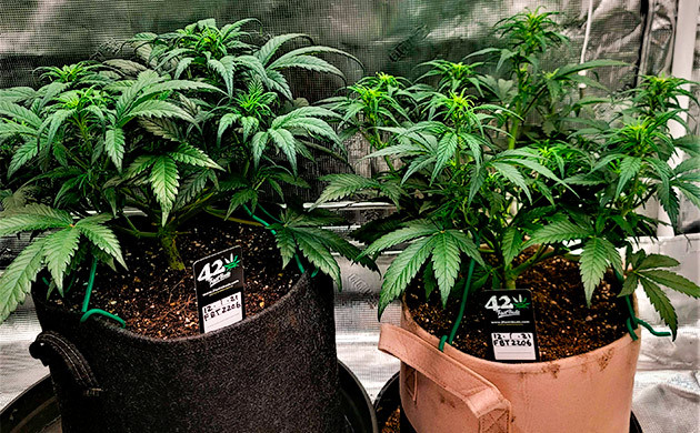 Тренировка растения Gorilla Zkittlez Auto