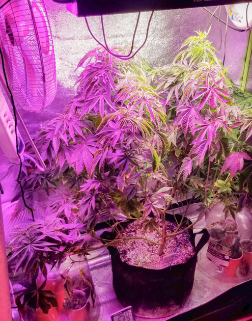 Куст Green Crack 2.0 от Humboldt Seed Organization на 7 неделе выращивания