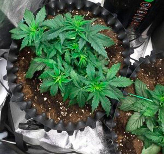 Кусты Wedding Cake Auto от сидбанка Семяныч на 4 неделе