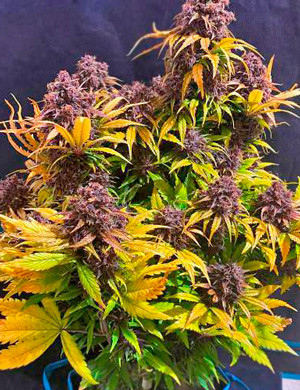 Куст перед харвестом Куст Purple Lemonade