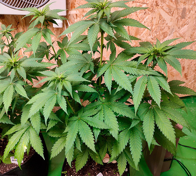 Здоровое растение после корректировки удобрений Куст с восемью полноценными ветвями