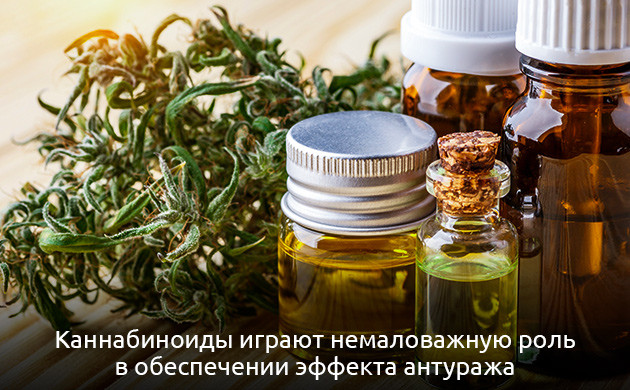 Каннабиноиды и эффект антуража Эндоканнабиноидная система и эффект антуража