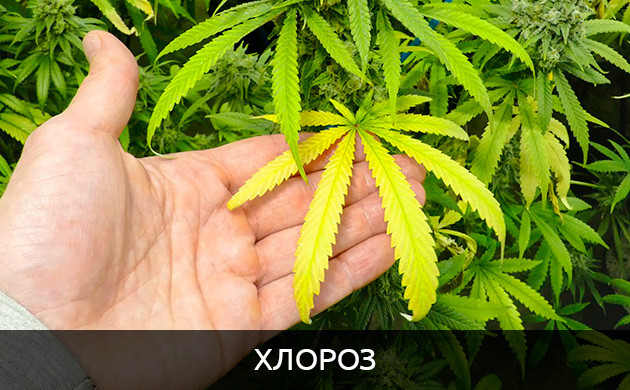 Некроз и хлороз листьев конопли