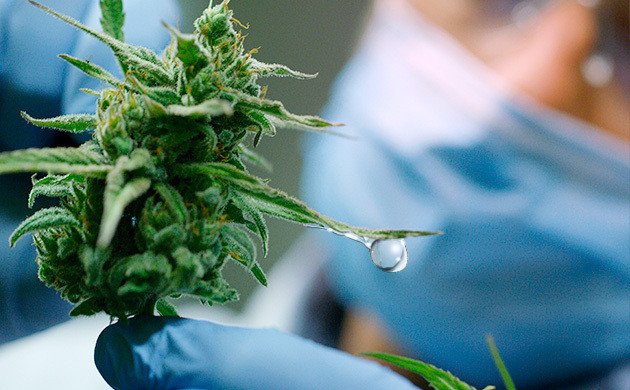 Остатки пестицидов на кустах