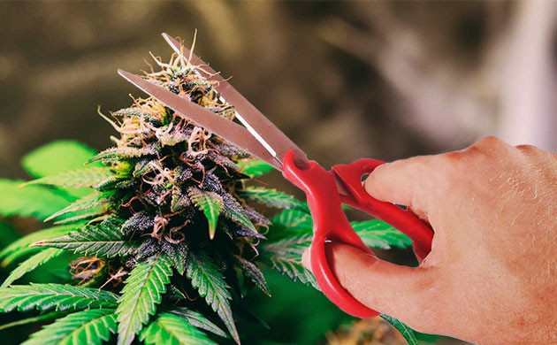Обрезка соцветия конопли Срез верхушки шишки