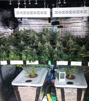 Созревшие кусты Fruit Punch