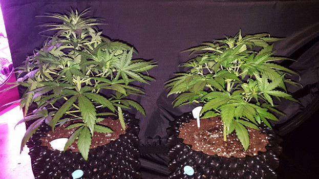 Два куста марихуаны на 3 неделе выращивания
