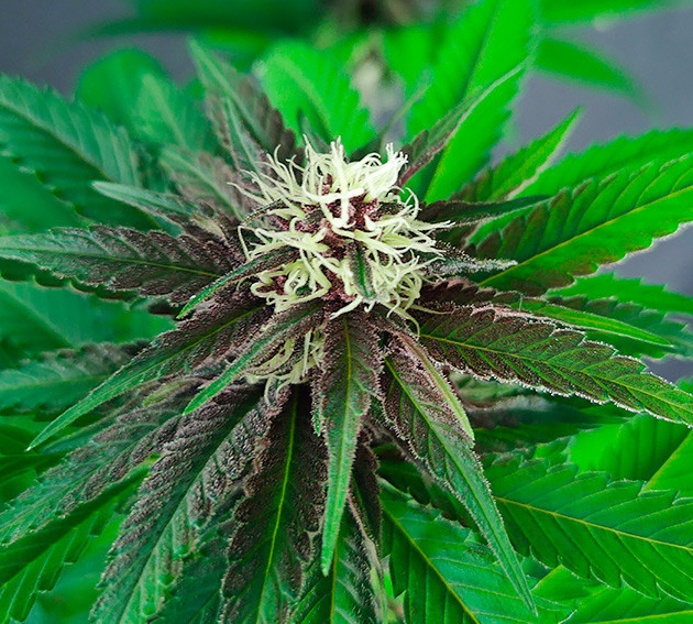 Соцветие DDoS #33 Темно-фиолетовая шишка