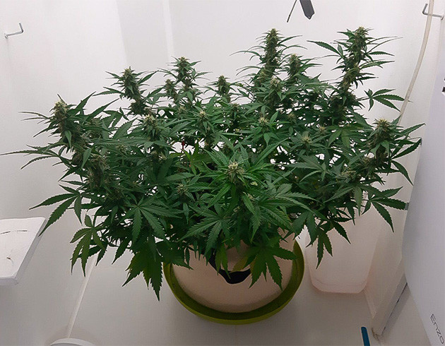 Пожелтение листьев Bruce Banner Auto Полив с B-52 Bruce Banner Auto