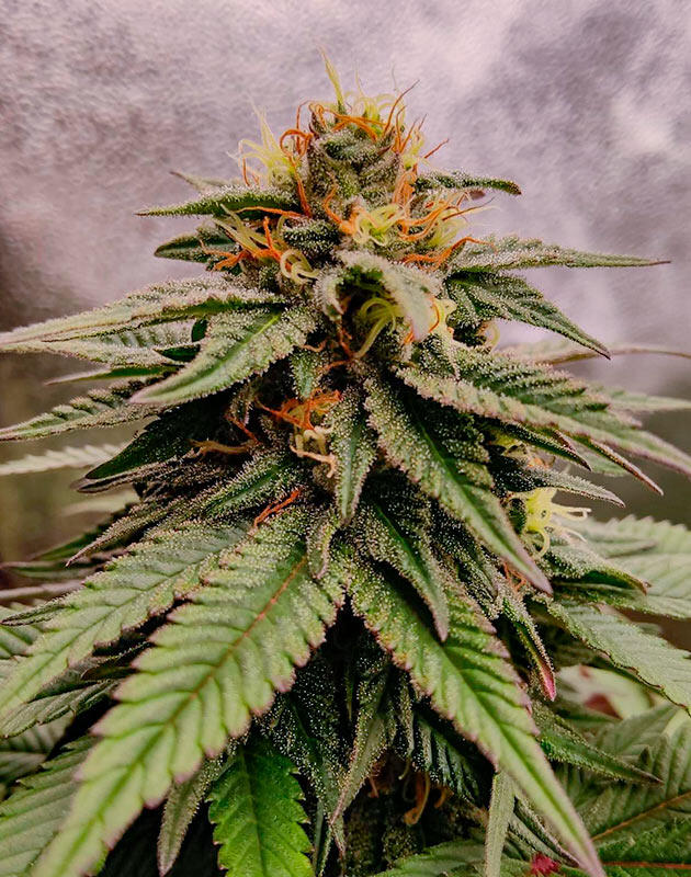 Сорт Biscotti Mintz от сидбанка Barney's Farm на 16 неделе