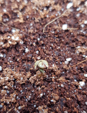 Проращивание семян конопли Проращивание семени марихуаны