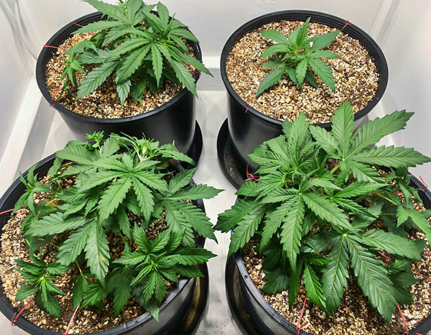 Растягивание ветвей конопли