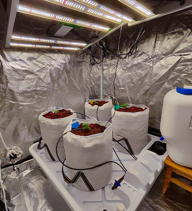 Выращивание сорта Dozy Doz