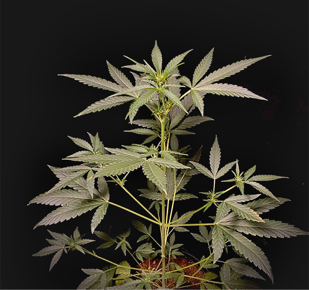 Amnesia Zkittlez Auto: питательные вещества для роста и цветения Пятая неделя: +10 см и завязи соцветий