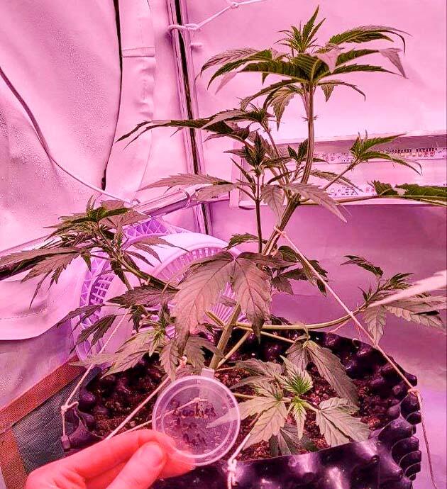 Первые признаки зрелости Zookies Марихуана ростом 35 см