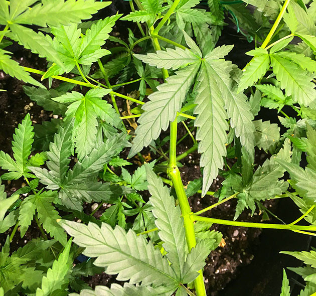 Конец восьмой недели выращивания Густая структура куста