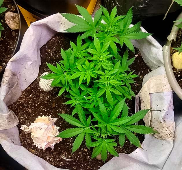 LST-растяжка марихуаны