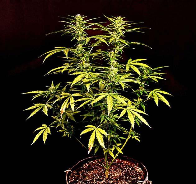 Куст Big Bud Autoна фазе цветения